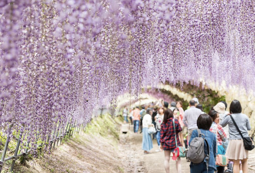 去一趟浪漫賞花之旅！復活節拜訪福岡花之隧道被滿滿紫藤包圍