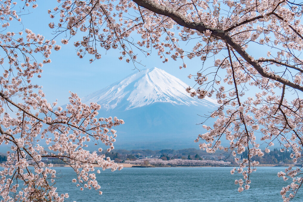 2020日本櫻花開花期最佳賞櫻時間及地點公開！追櫻有哪些注意事項？