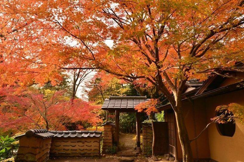 【日本紅葉2019】神奈川5大賞紅葉景點 都在東京近郊超方便! 【日本紅葉2019】神奈川5大賞紅葉景點 都在東京近郊超方便!