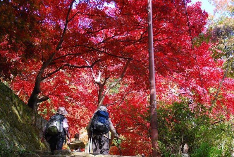 【日本紅葉2019】神奈川5大賞紅葉景點 都在東京近郊超方便! 【日本紅葉2019】神奈川5大賞紅葉景點 都在東京近郊超方便!