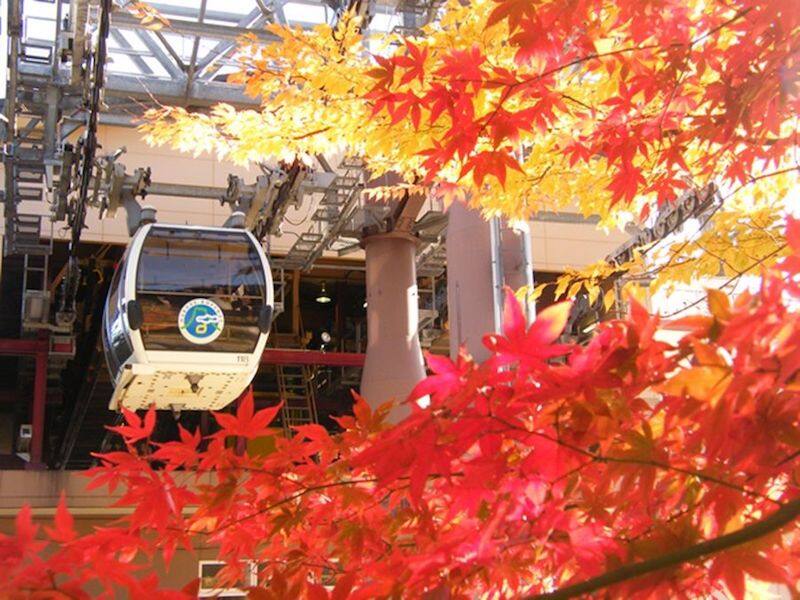 【日本紅葉2019】神奈川5大賞紅葉景點 都在東京近郊超方便! 【日本紅葉2019】神奈川5大賞紅葉景點 都在東京近郊超方便!