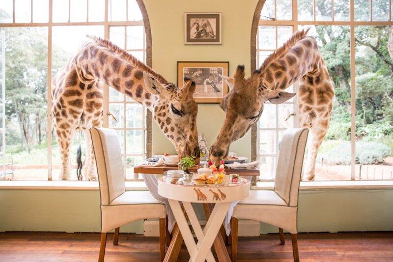 此生必住6間動物酒店：住在叢林玻璃套房、跟長頸鹿共吃早餐！