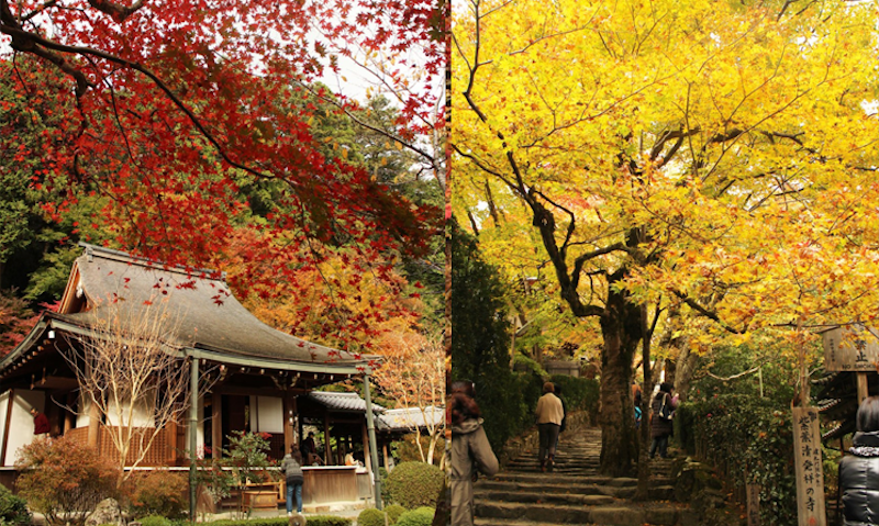 【日本紅葉2019】15個京都紅葉名所:紅葉天空之鏡、賞楓列車、滿地紅逼爆鏡頭! 【日本紅葉2019】15個京都紅葉名所:紅葉天空之鏡、賞楓列車、滿地紅逼爆鏡頭!