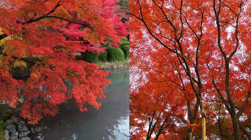 【日本紅葉2019】15個京都紅葉名所:紅葉天空之鏡、賞楓列車、滿地紅逼爆鏡頭! 【日本紅葉2019】15個京都紅葉名所:紅葉天空之鏡、賞楓列車、滿地紅逼爆鏡頭!