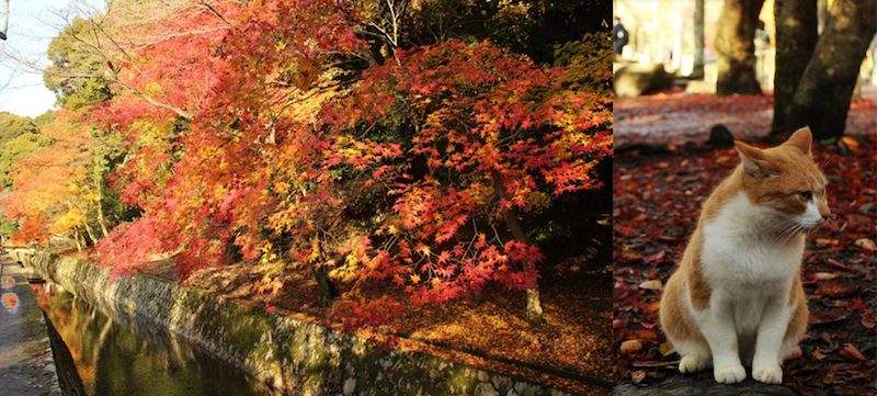 【日本紅葉2019】15個京都紅葉名所:紅葉天空之鏡、賞楓列車、滿地紅逼爆鏡頭! 【日本紅葉2019】15個京都紅葉名所:紅葉天空之鏡、賞楓列車、滿地紅逼爆鏡頭!