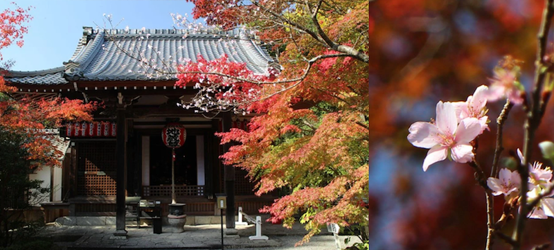 【日本紅葉2019】15個京都紅葉名所:紅葉天空之鏡、賞楓列車、滿地紅逼爆鏡頭! 【日本紅葉2019】15個京都紅葉名所:紅葉天空之鏡、賞楓列車、滿地紅逼爆鏡頭!