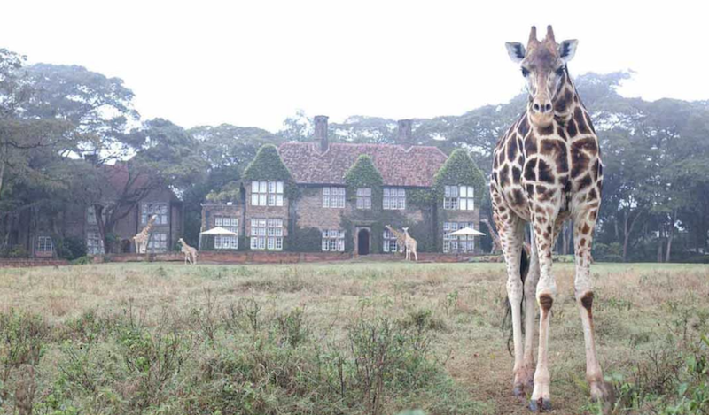 【東非自由行】跟野生動物住在一起!肯雅、坦桑尼亞5大住宿推介 【東非自由行】跟野生動物住在一起!肯雅、坦桑尼亞5大住宿推介
