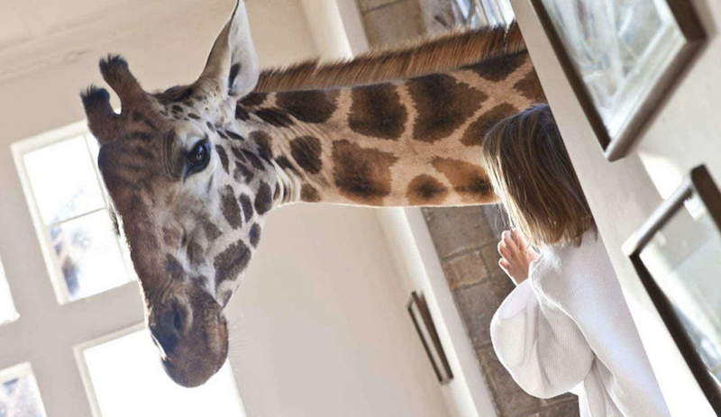 【東非自由行】跟野生動物住在一起!肯雅、坦桑尼亞5大住宿推介 【東非自由行】跟野生動物住在一起!肯雅、坦桑尼亞5大住宿推介
