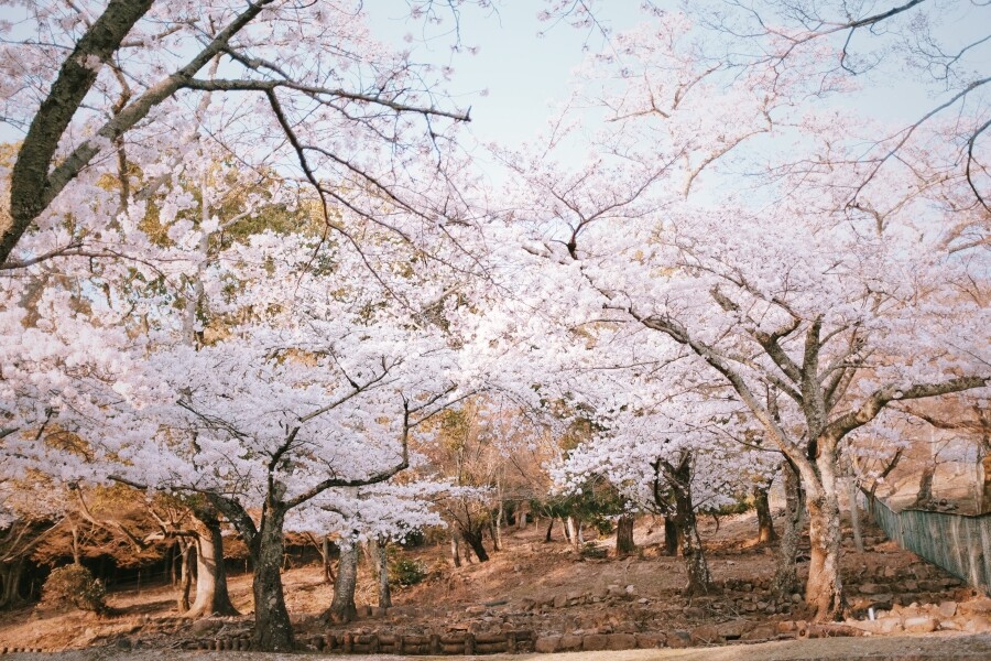 2020日本奈良櫻花好去處若草山下、氷室神社、佐保川都有超美的櫻花海