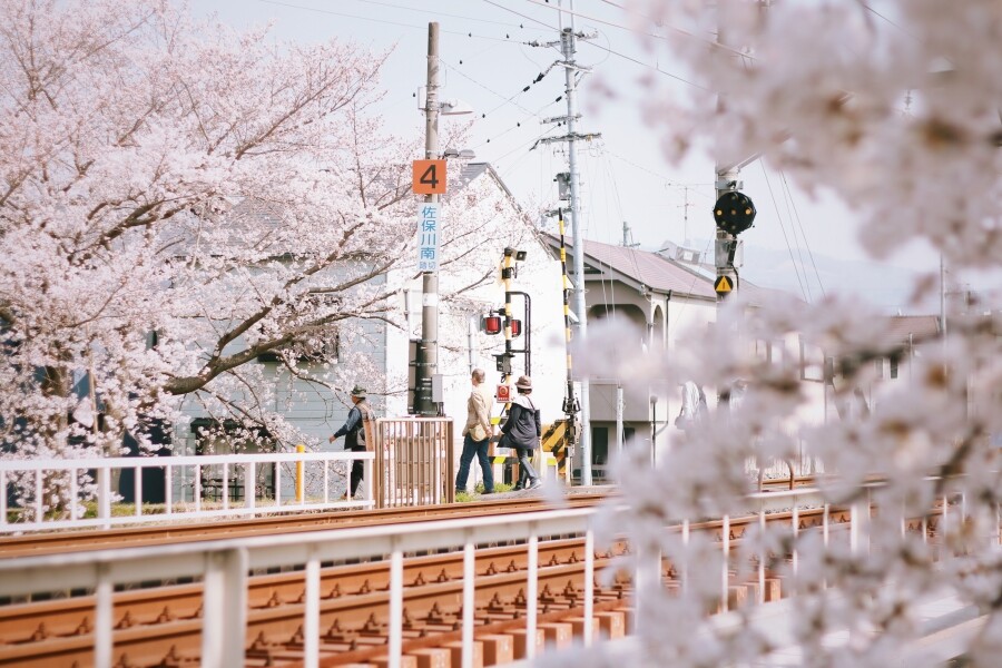 2020日本奈良櫻花好去處若草山下、氷室神社、佐保川都有超美的櫻花海