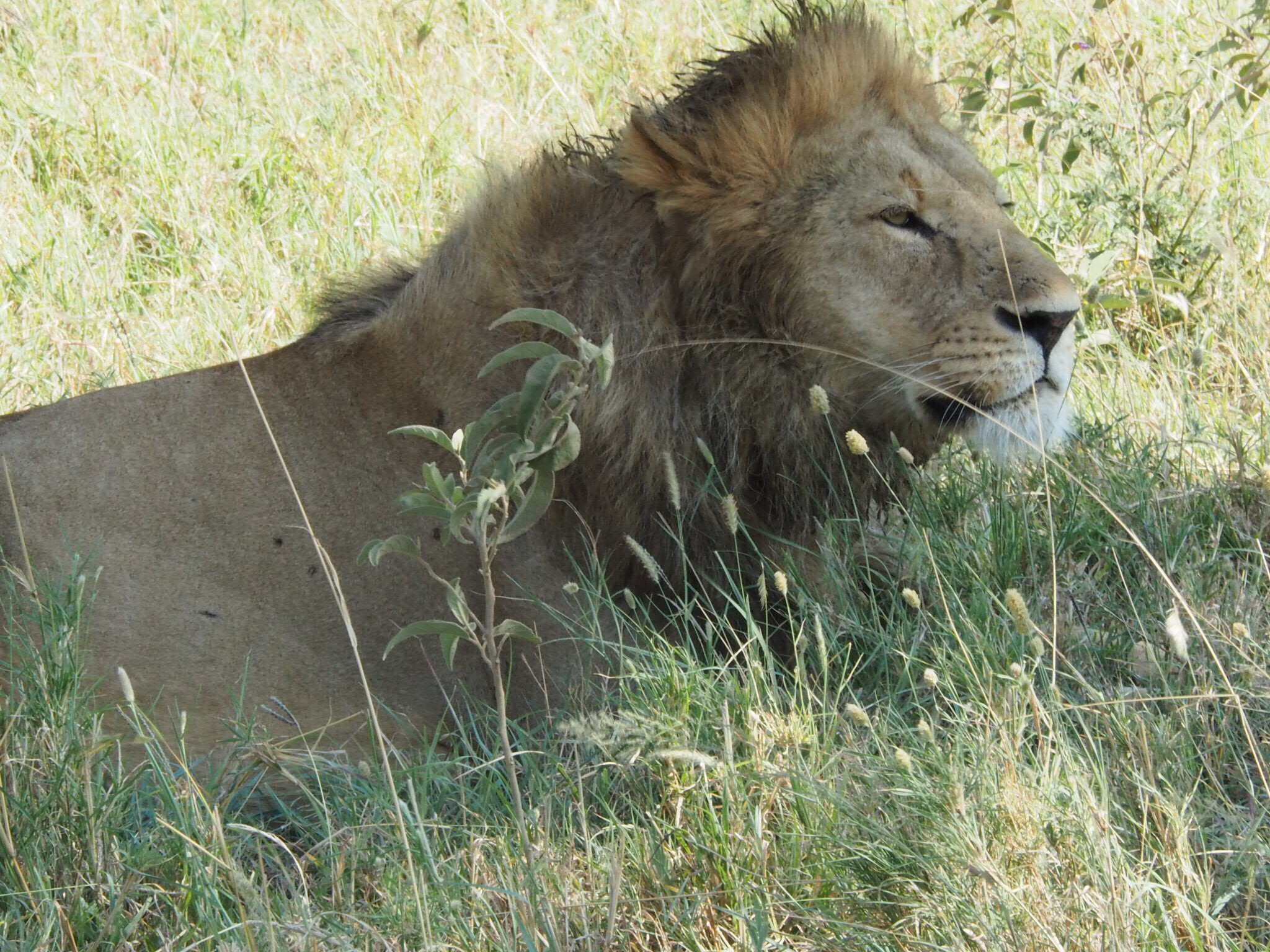 東非坦桑尼亞旅遊景點2：動物天堂Ngorongoro Crater