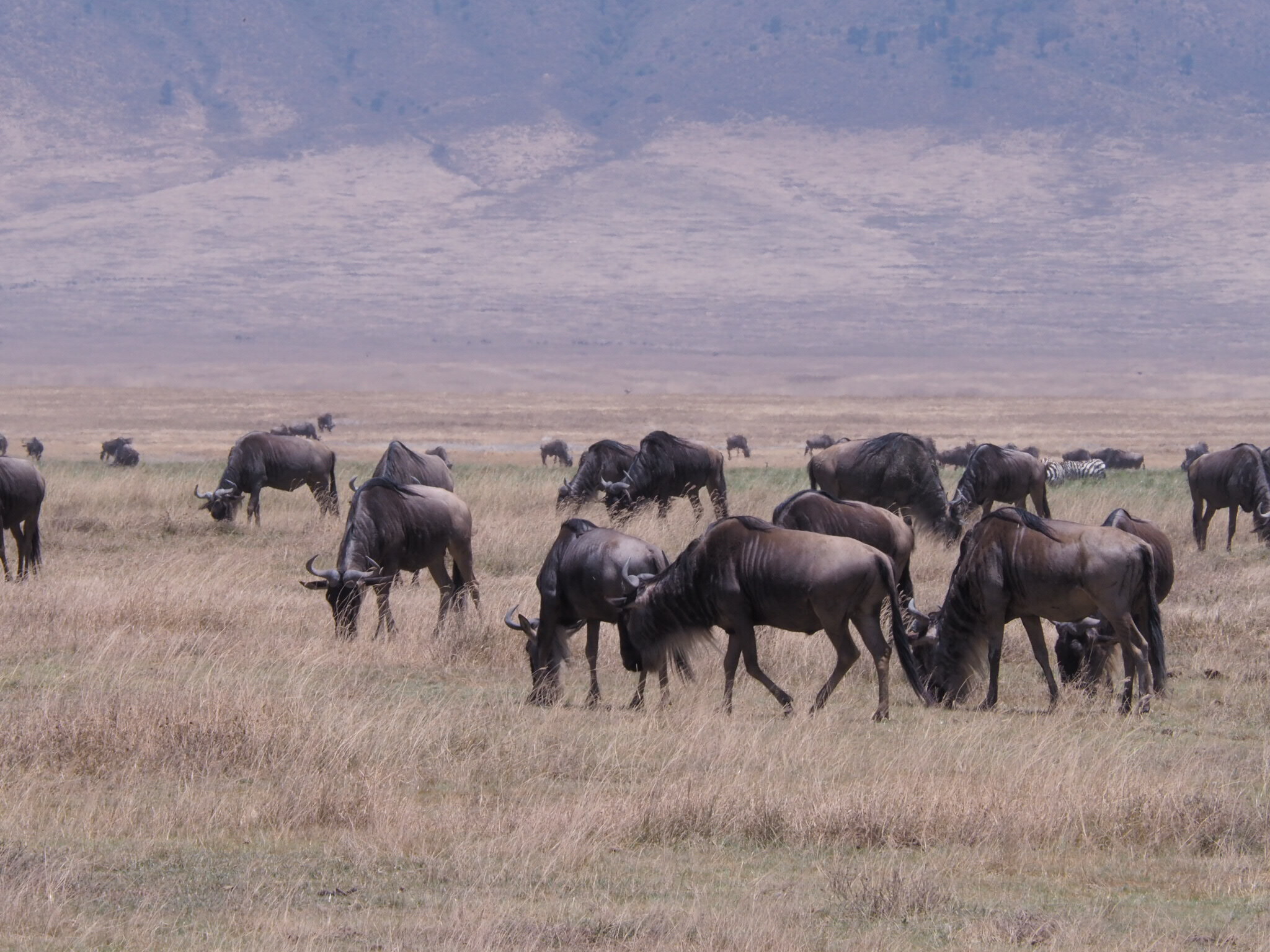 Ngorongoro有絕大部分東非可找到的大型動物
