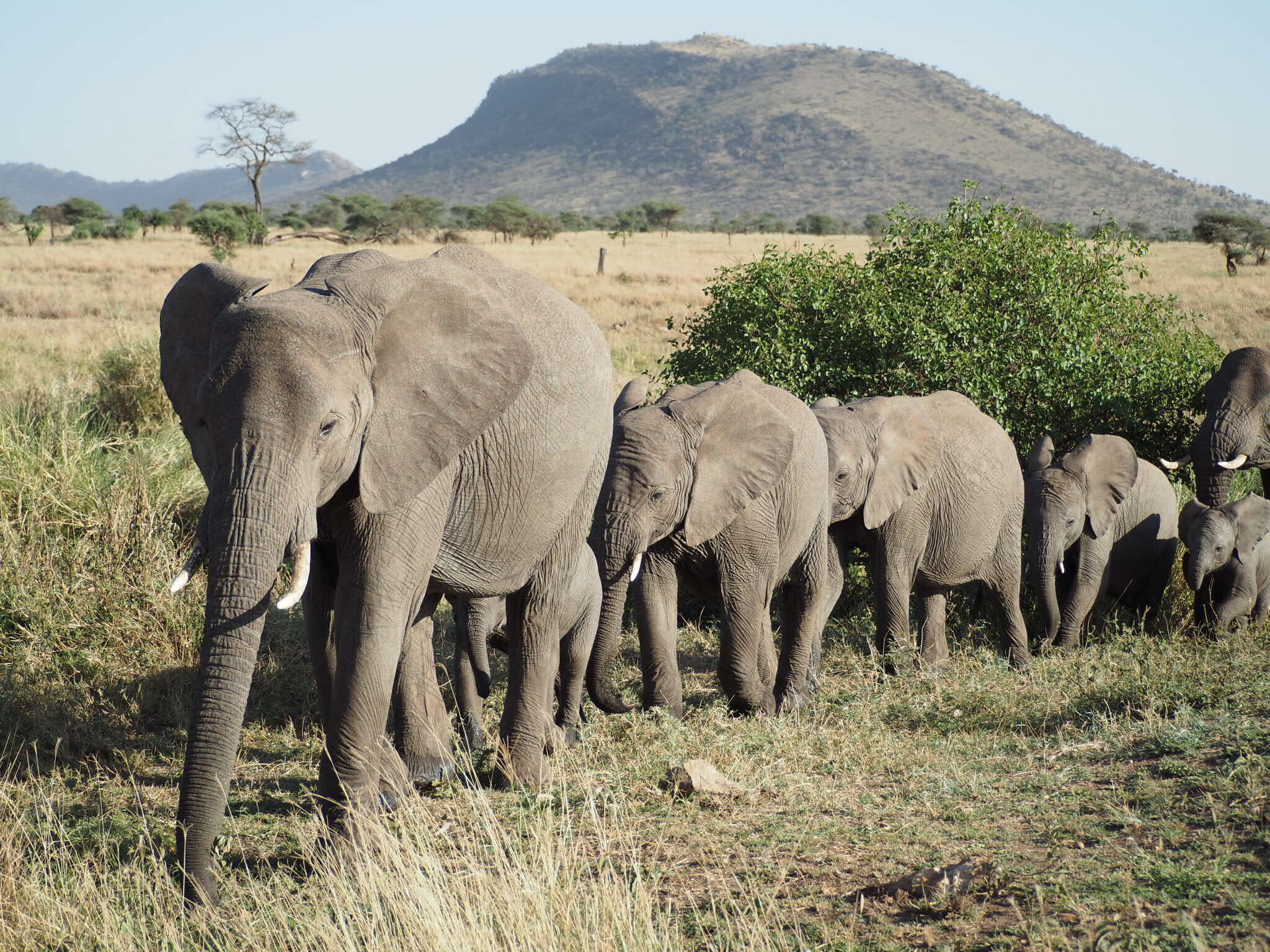 除了周而復始都在遷徙的動物，在坦桑尼亞還可以近距離看到非洲五霸Big Five