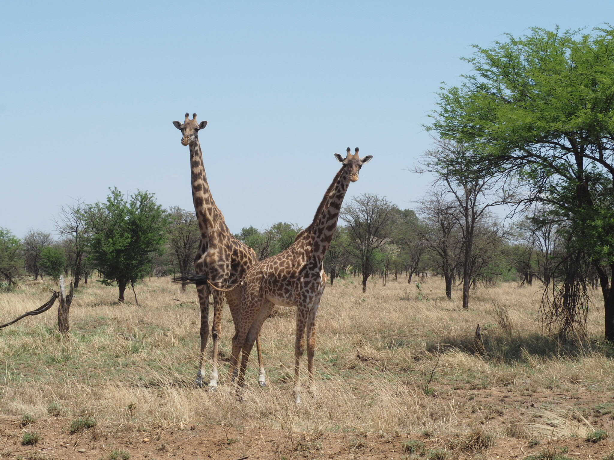 Serengeti National Park（ 塞倫蓋提國家公園） Info
