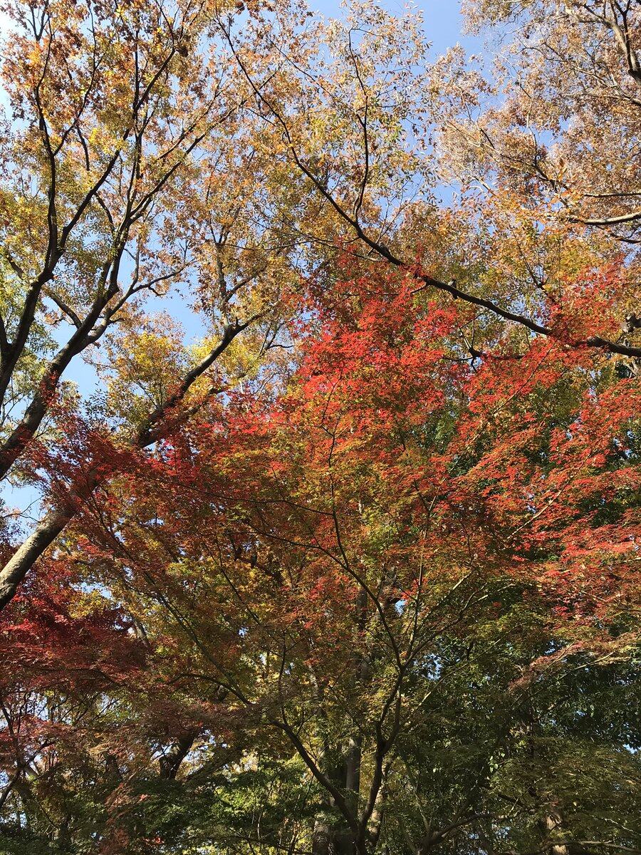 2019紅葉預測:11月中旬至12月上旬 2019紅葉預測:11月中旬至12月上旬