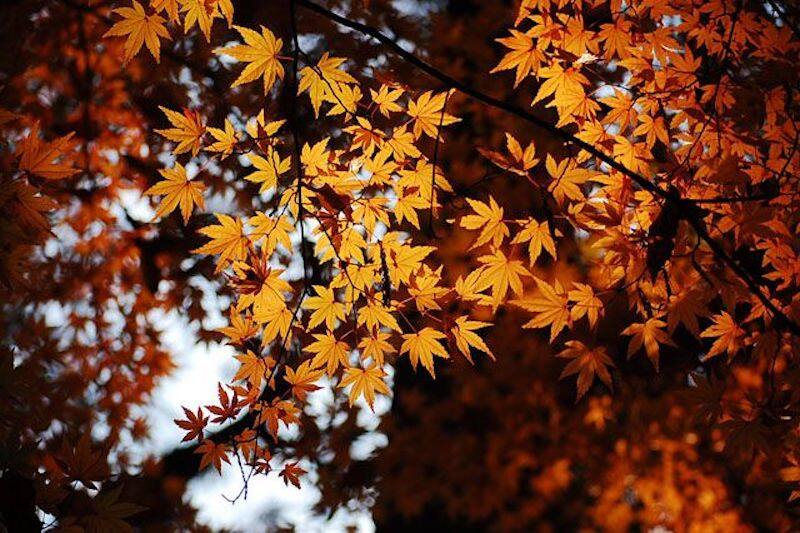 2019紅葉預測:11月上旬至11月下旬 2019紅葉預測:11月上旬至11月下旬