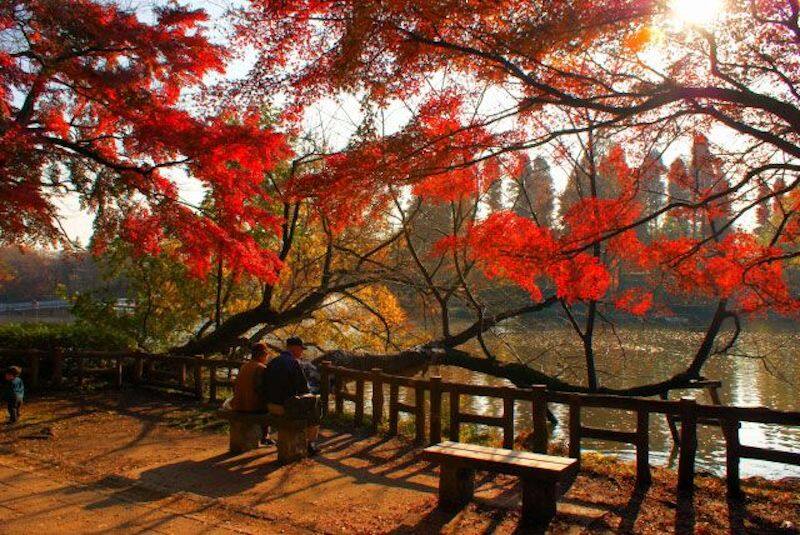 相信大家都非常熟悉井の頭恩賜公園 相信大家都非常熟悉井の頭恩賜公園