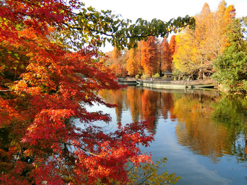 2019紅葉預測:11月中旬至12月中旬 2019紅葉預測:11月中旬至12月中旬
