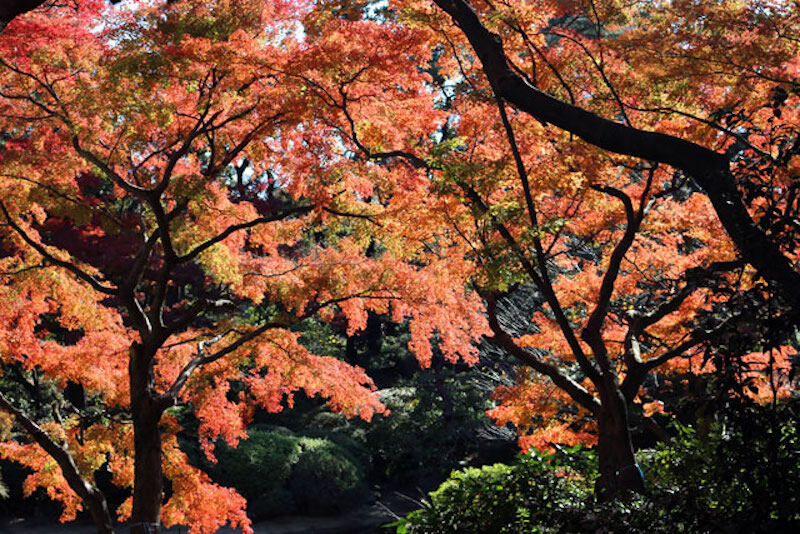 2019紅葉預測:11月下旬至12月上旬 2019紅葉預測:11月下旬至12月上旬