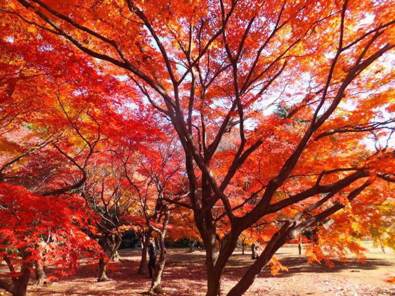 2019紅葉預測:11月上旬至12月上旬 2019紅葉預測:11月上旬至12月上旬