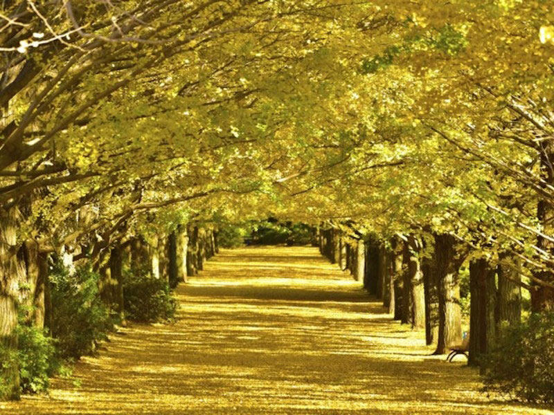 2019紅葉預測:11月上旬至12月上旬 2019紅葉預測:11月上旬至12月上旬